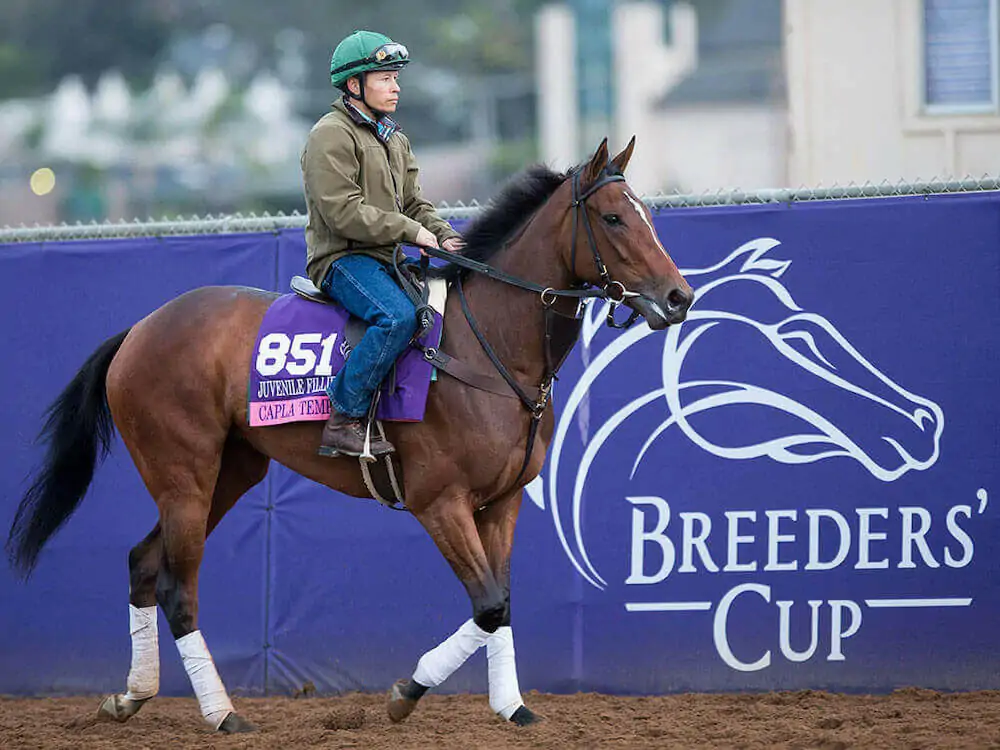 2021 Breeders’ Cup Betting Tips & Predictions | Latest Odds